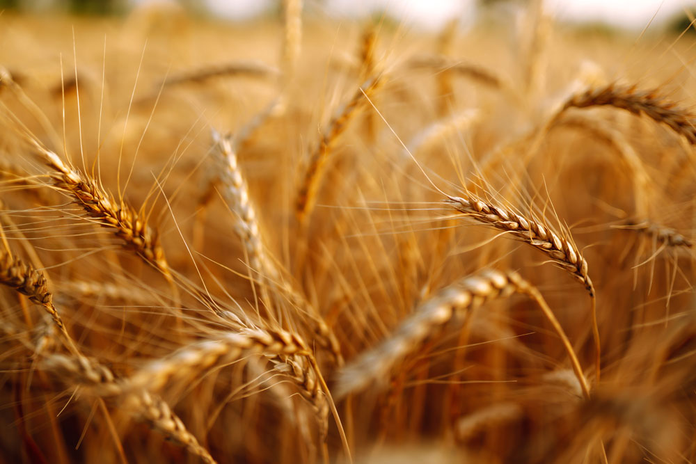 Ähren von goldenem Weizen in Großaufnahme. Wachstum Natur Ernte. Landwirtschaft Bauernhof.