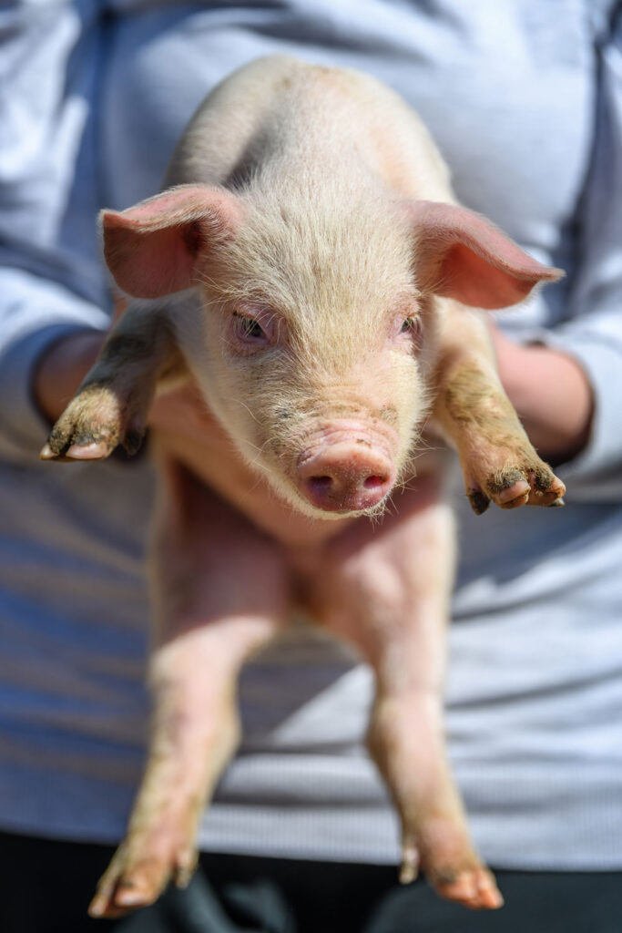 Junge Frau hält kleines Ferkel auf einer Ranch in den Händen